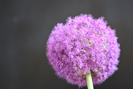 Purple Allium giganteum flower on black background, stock photoの写真素材