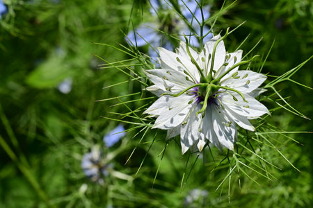 Nigella damascena, also known as black-and-white nigella.