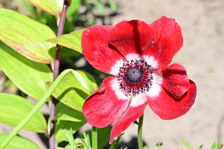 red anemone flower in the garden, closeup of photoの写真素材