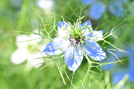 Nigella damascena, also known as nigella damascenaの写真素材