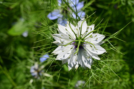 Nigella damascena, white flower on a green backgroundの写真素材
