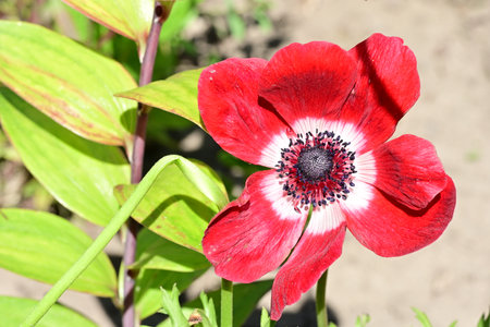 Red anemone flower in the garden, closeup of photoの写真素材