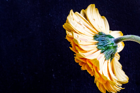Yellow gerbera flower on black background with copy space for textの写真素材
