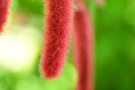 Closeup of a red flower on a blurred background of greeneryの写真素材