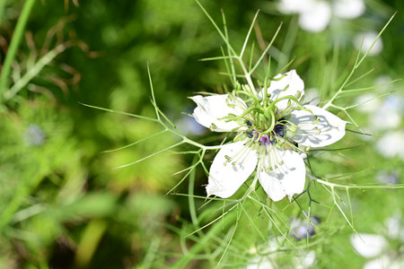 Nigella damascena, common name of the black and white nigellaの写真素材