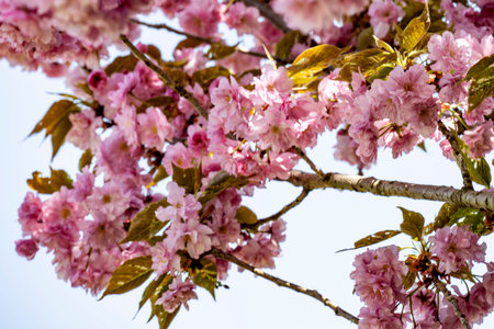 cherry blossom in spring time. pink sakura flowers on tree
