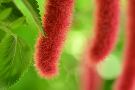 Close-up of red flowers and green leaves on blurred background.の写真素材