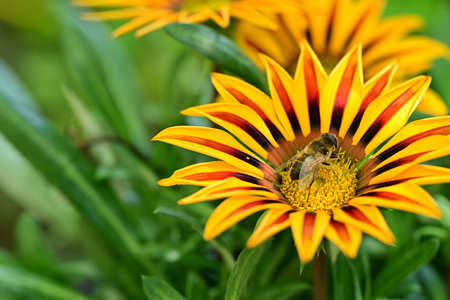 Honey bee on a gazania flower. Shallow depth of fieldの写真素材