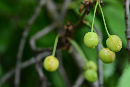 Green cherries on the branches of a cherry tree in the garden