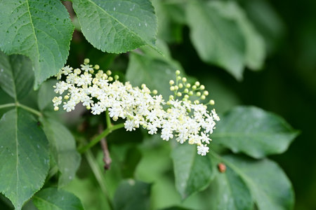 Elderberry flowers in the garden, close-up, macroの写真素材