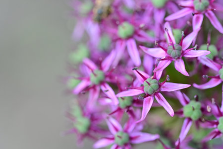 Purple flower of Allium ursinum, close up
