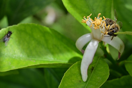 Honey bee pollinating a lemon blossom on a lemon tree.