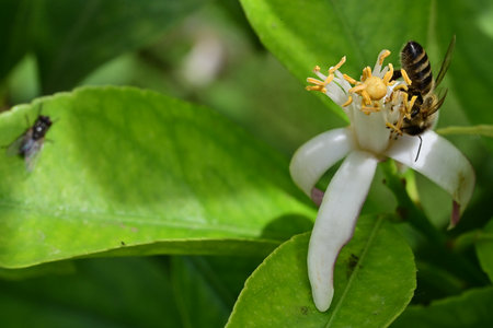 A bee pollinates a flower of a lemon tree in the garden.の写真素材