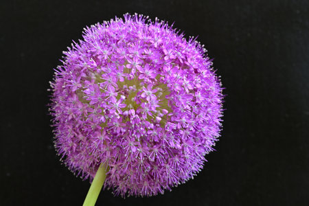 Purple Allium flower on black background, closeup of photo