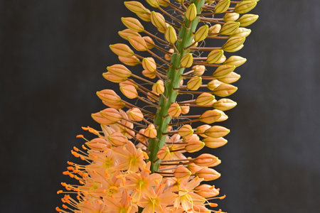 Close up of orange aloe vera flowers on black background.