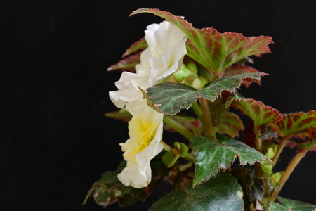 Begonia semperflorensis (Begonia semperflorensis)の写真素材