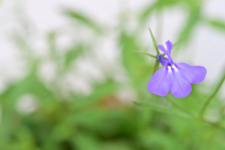 purple flower in the garden on blurred background. soft focus.の写真素材