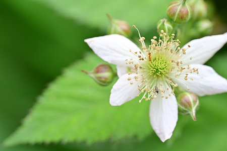 Close up of a blackberry blossom with green leaves in the background