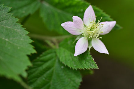 Blackberry flower in the garden, close-up, selective focusの写真素材