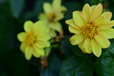 Yellow dahlia flower with green leaves in the garden, selective focusの写真素材