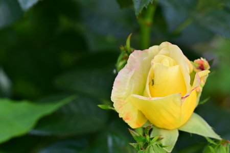 Yellow rose with green leaves in the garden. Shallow depth of field.の写真素材