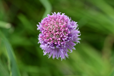 Purple flower of chive on a green background close-up