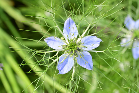 Nigella damascena, Nigella damascena flowerの写真素材