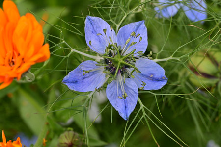 Nigella damascena, commonly known as the blue nigella.