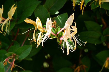 Honeysuckle (Lonicera caprifolia)の写真素材