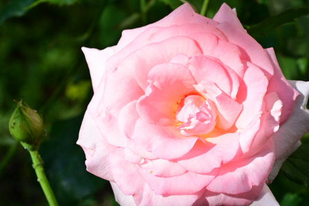 Beautiful pink rose in the garden, close-up. Nature backgroundの写真素材