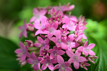 pink flowers in the garden on a green background close-up
