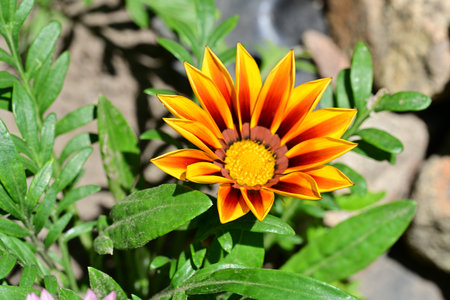 Beautiful Gazania flower in the garden, close-up.の写真素材