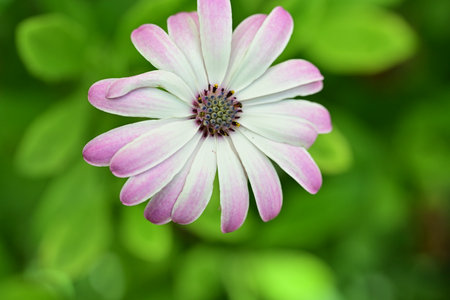 White and pink osteospermum flower with green leaves background.の写真素材