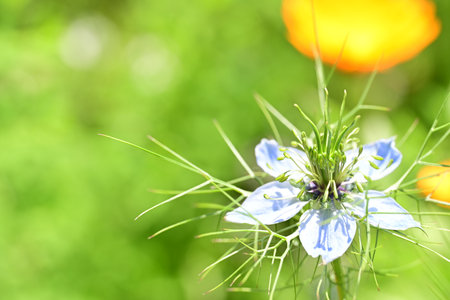 Nigella damascena flower in the garden with copy spaceの写真素材