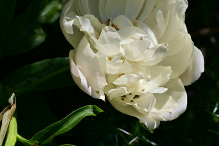 White peony in the garden. Close-up. Shallow depth of field.の写真素材