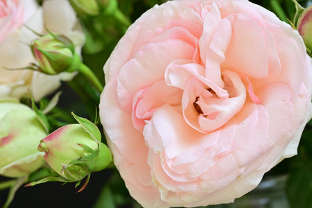 Bouquet of pink roses, close-up, selective focusの写真素材