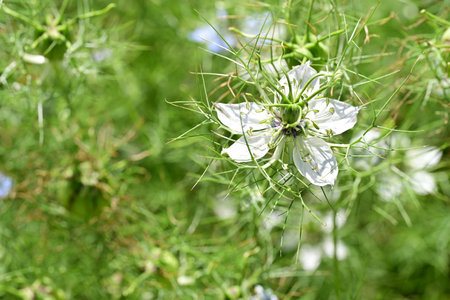 Nigella damascena, Nigella damascena, in the gardenの写真素材