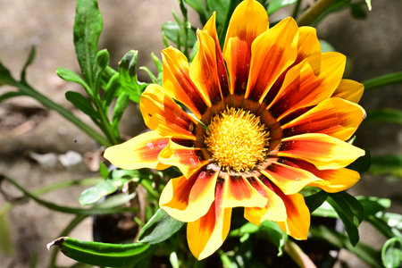 Gazania rigens is a genus of flowering plants in the daisy family.の写真素材
