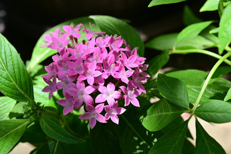 Beautiful pink flower in the garden, closeup. Nature background