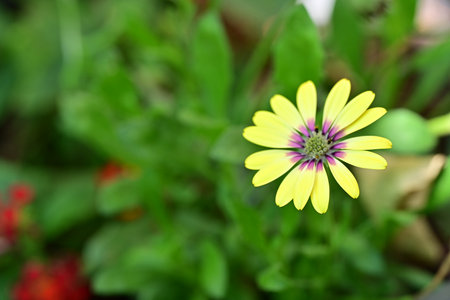Beautiful yellow daisy flower in the garden with copy space.の写真素材