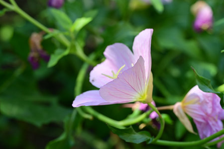 Pink Evening Primrose flower (Oenothera speciosa)の写真素材