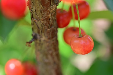 cherries on the tree in the garden, closeup of photo