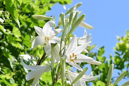 White lilies in the garden against the blue sky, close-upの写真素材