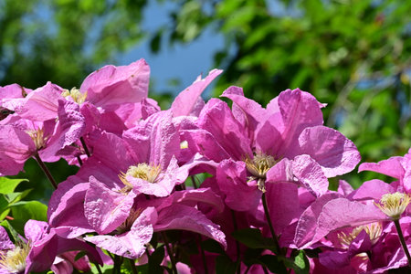 Beautiful pink clematis flowers on a background of green leaves