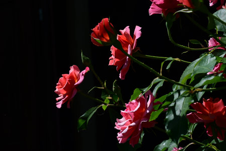 Red roses on black background. Shallow depth of field, selective focus.の写真素材