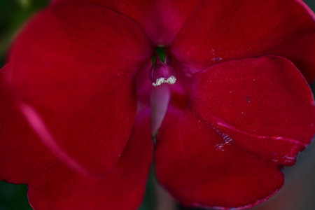 Close up of a red rose with a blurred background. Macro.