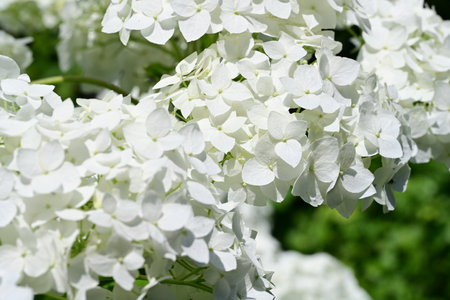 White hydrangea flowers in the garden on a sunny day
