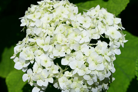 Hydrangea macrophylla, white flowers, close-up