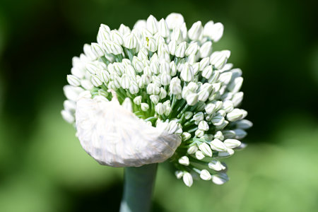 Close up of a green onion blossom in the garden in spring