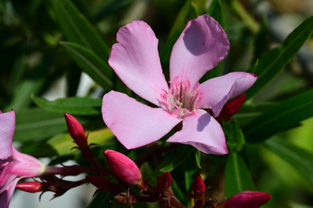 Nerium oleander is a species of flowering plant in the Oleander family.